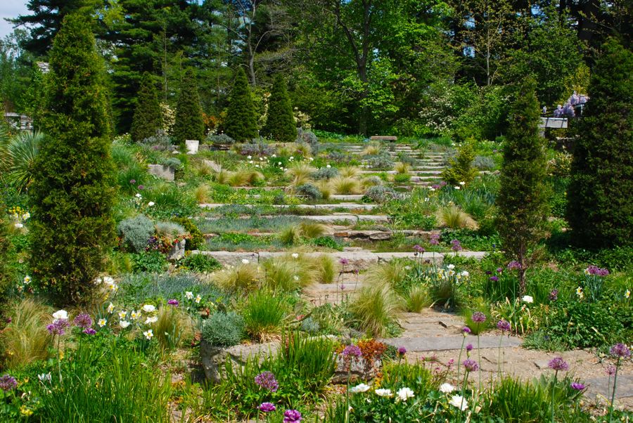Several daffodils fill these beds, including Narcissus 'Pacific Coast' seen here with the allium. I love the curve to this strong stone path and the full, fluffy planting woven through it. But the whole picture would look like a mess without the strong pillar verticals to frame this view up the hill. Excellent design working with Chanticleer's depth of planting makes for a wonderful garden experience!