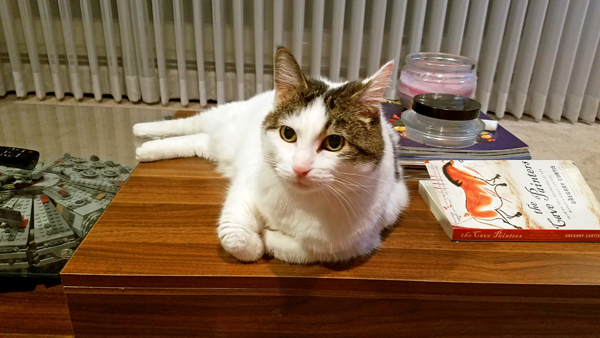 image of Olivia the White Farm Cat lying on the coffee table