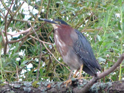 dragonflies flowers too fun neck bird sue jeff