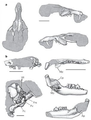 Cronopio skull