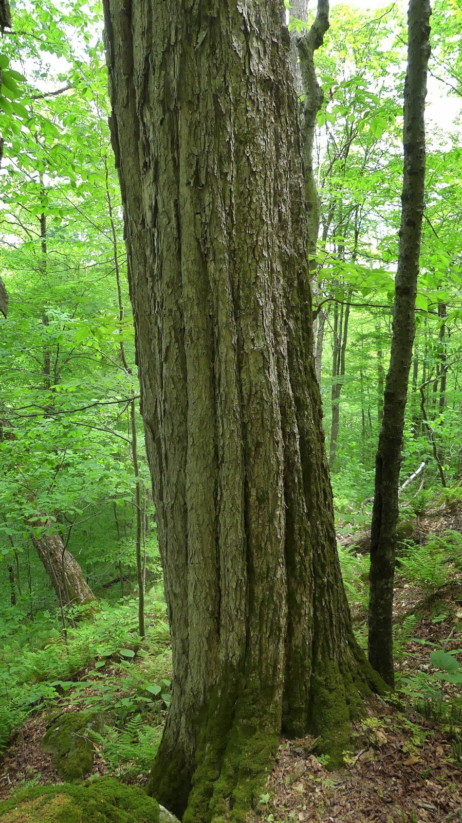 New England Forests New England's Champion Hemlock Tree