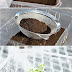 Microgreens The Salad You Can Grow Inside