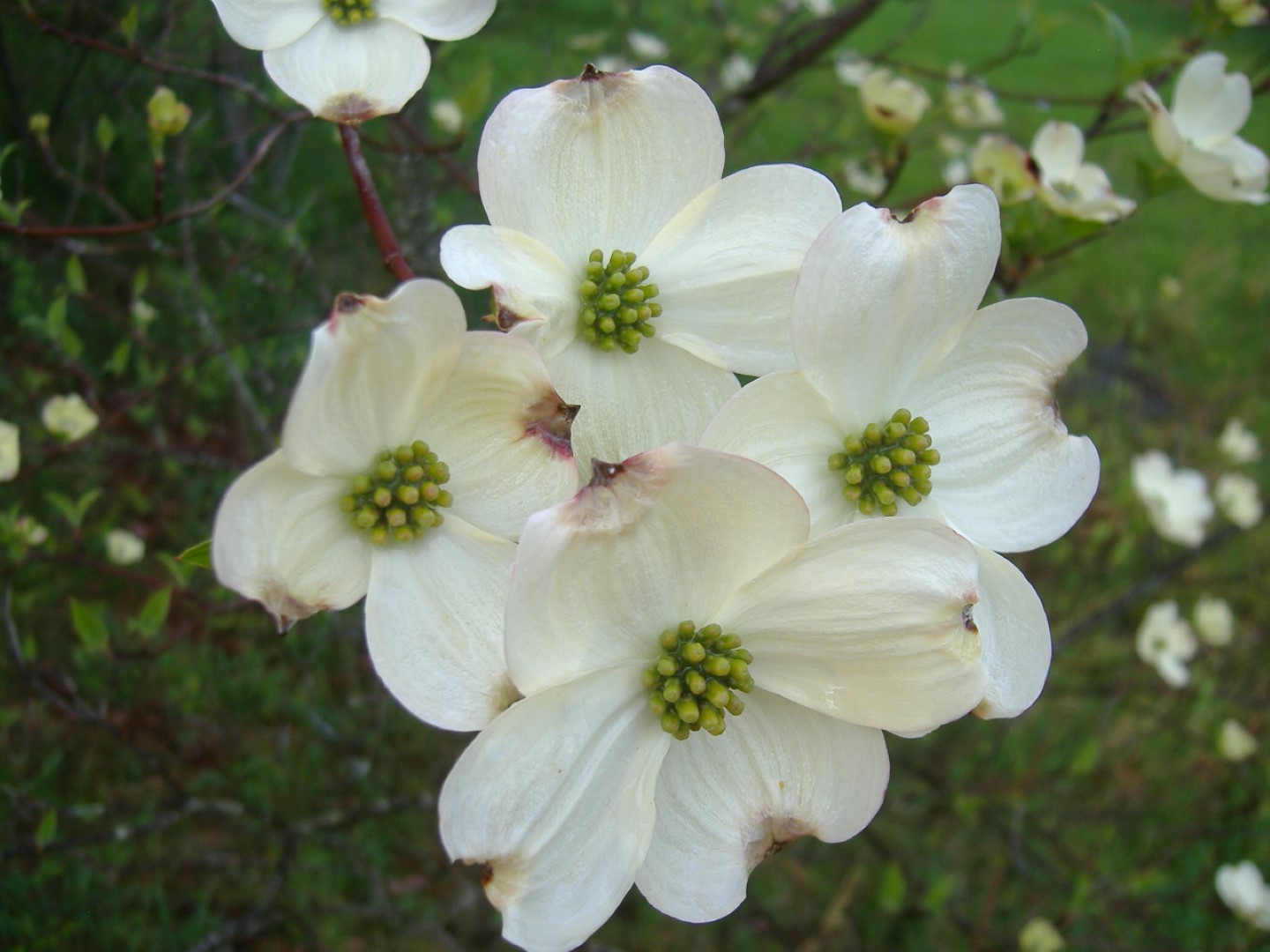 West Virginia Native WildflowersThe Big Year, 2013 Dogwood