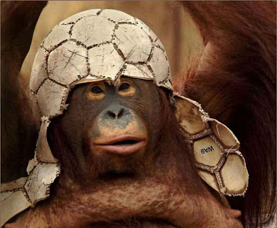 Monkey Helmet Funny Picture