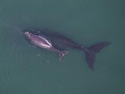 Right Whale Mother with her Calf