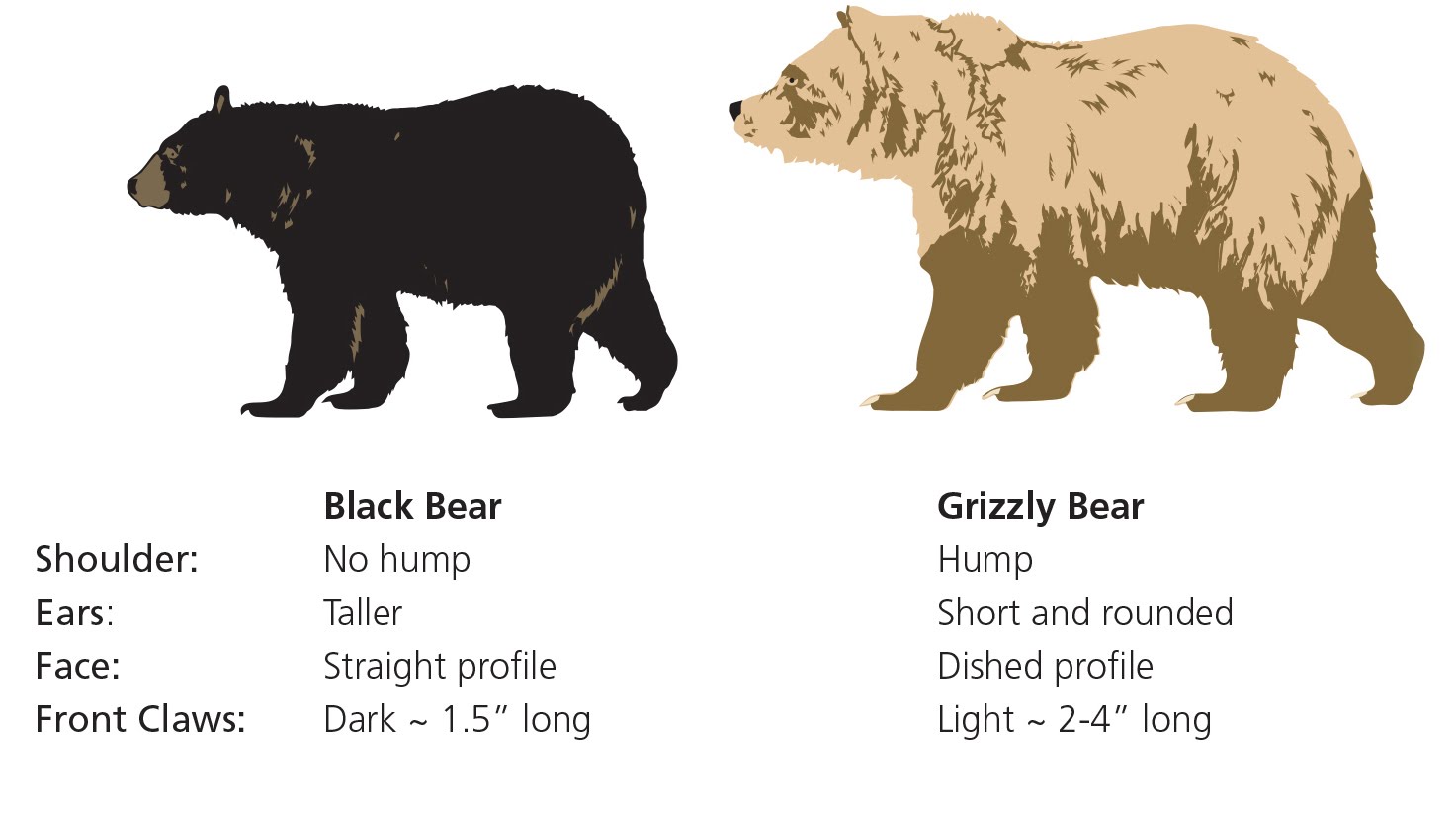 Какие звуки произносит медведь. Гризли и бурый медведь отличия размер. Гризли и бурый медведь Размеры. Медведь Гризли бурый и белый сравнение. Гризли и бурый медведь сравнение.