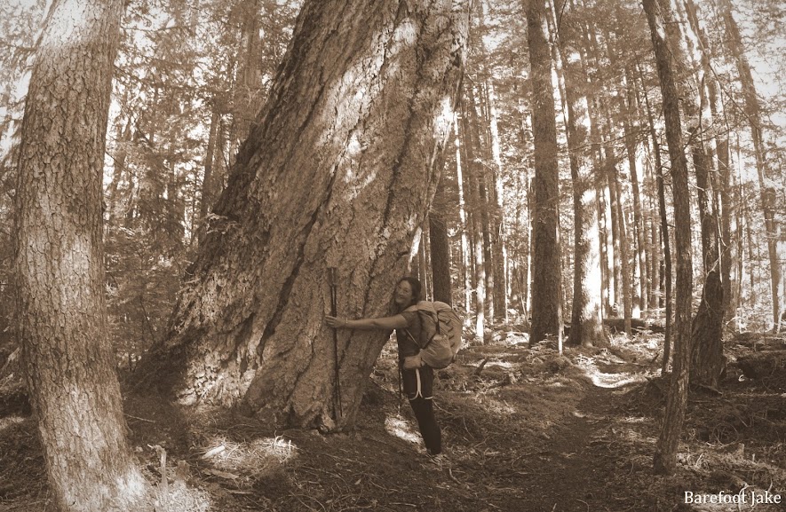 grey wolf trail