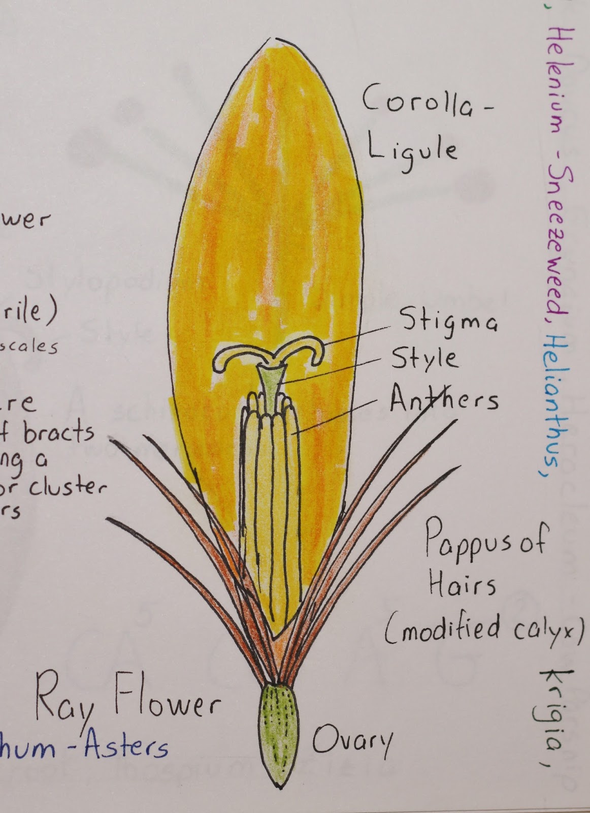 BOTANY NERD : April 2017