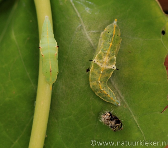 De gedaantewisseling van Koolwitjes