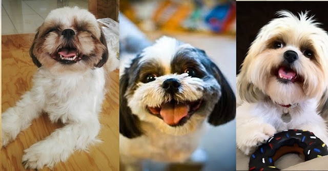 O shih tzu riem?