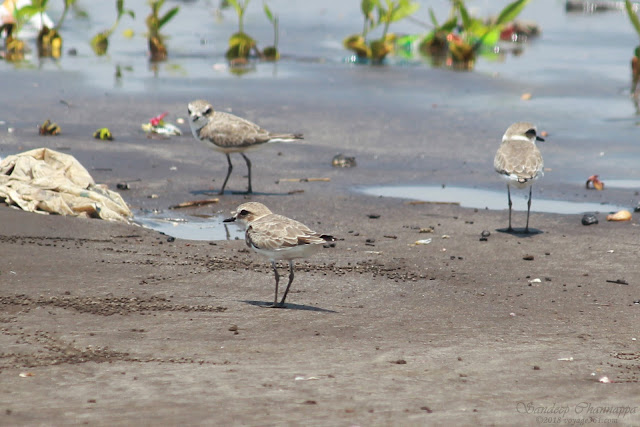Kentish Plovers with the distinctive white collar and smaller size compared to Sand-Plovers Kentish Plovers with the distinctive white collar and smaller size compared to Sand-Plovers