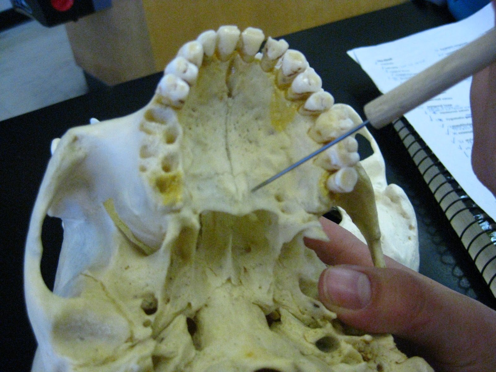 Boned Human Skull palatine bone
