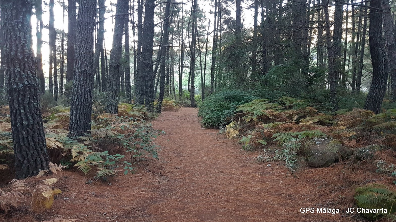 Wikiloc Ruta Circular Juanar Bosque Encantado, Castañas y Miradores