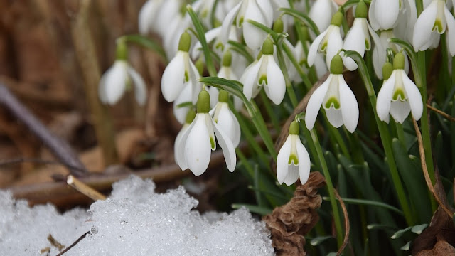 Signs of Spring, by Georg Satzinger on Pixabay Image: Signs of Spring, by Georg Satzinger on Pixabay