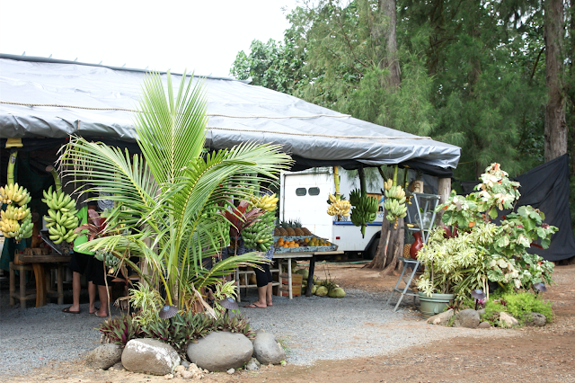 on the road,hawaii,oahu,north shore,fruits,marchand de fruit,perroquet,parrot