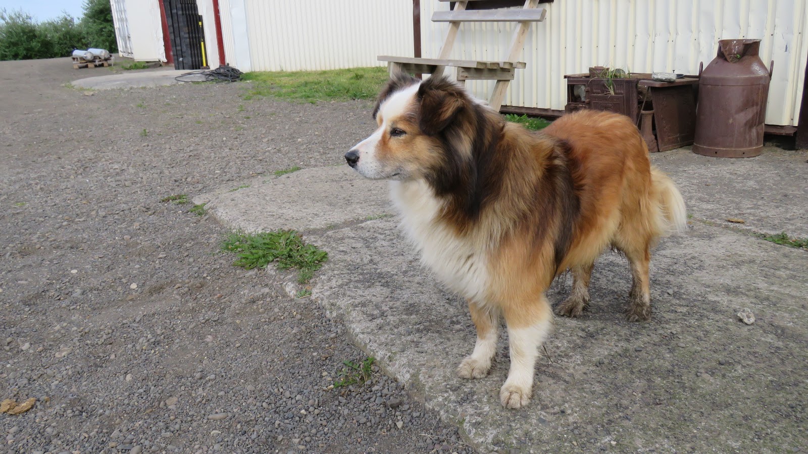 Nomadic Joe Iceland Summary