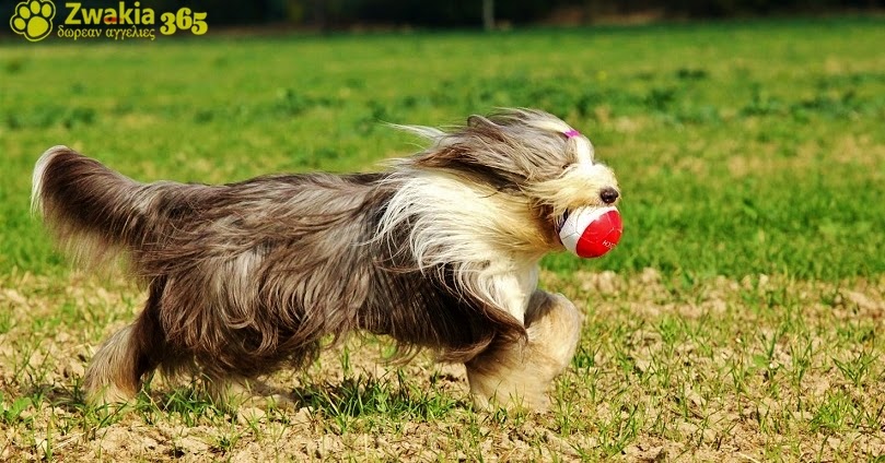 beardie_image_2