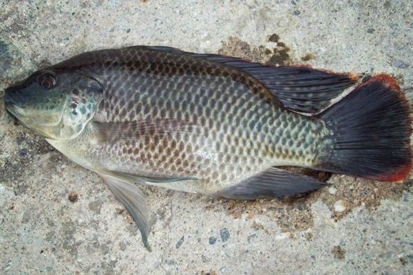 Gambar Budidaya Ikan Mujair Memulainya Berwirausaha Mujaer Gambar di