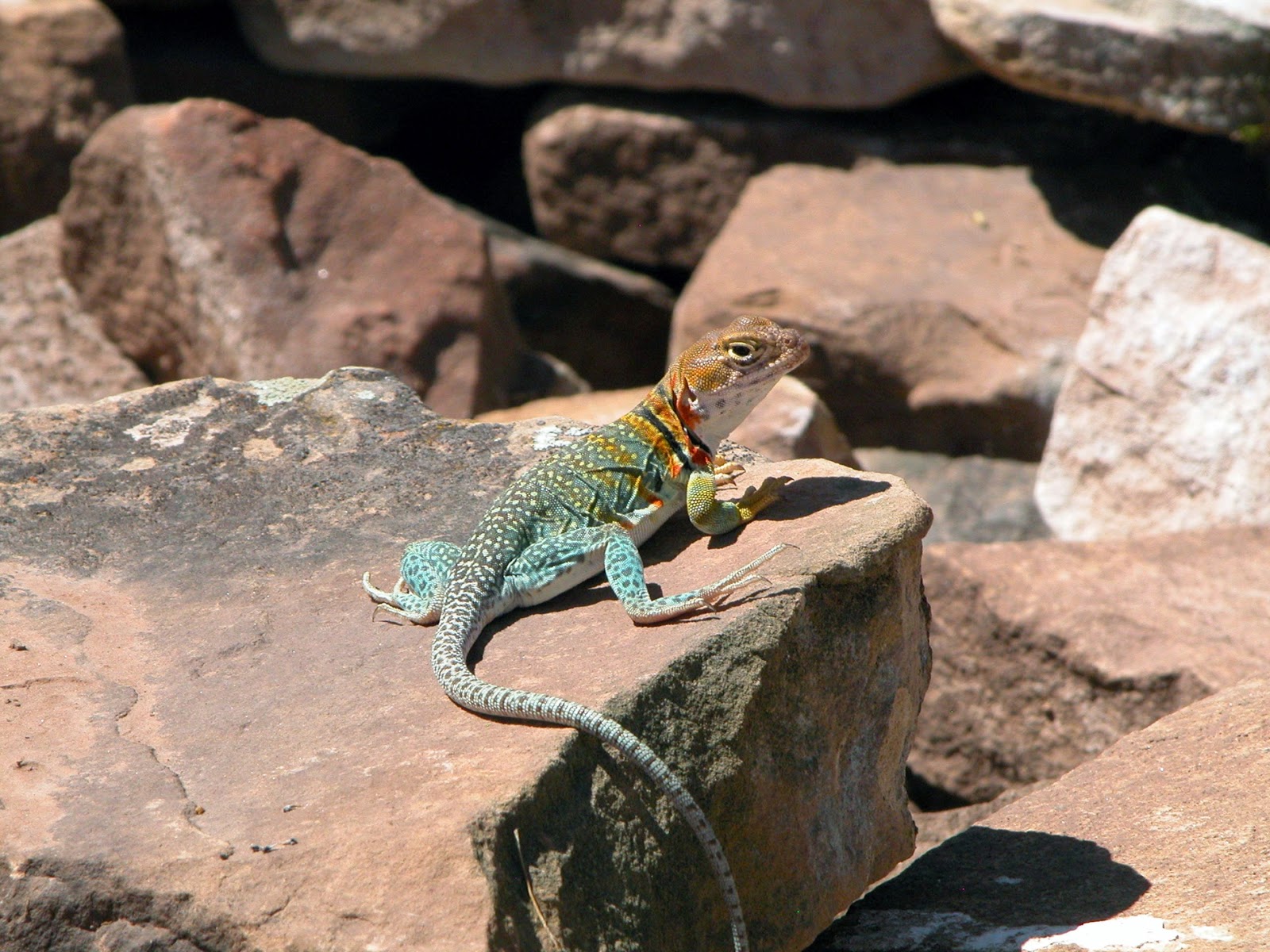 Finding Arizona: Collared Lizards