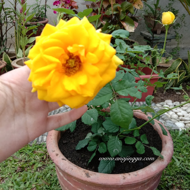 Image result for bunga ros/anajingga