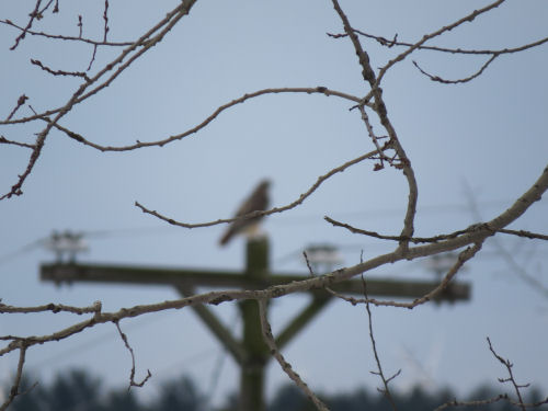 northern harrier