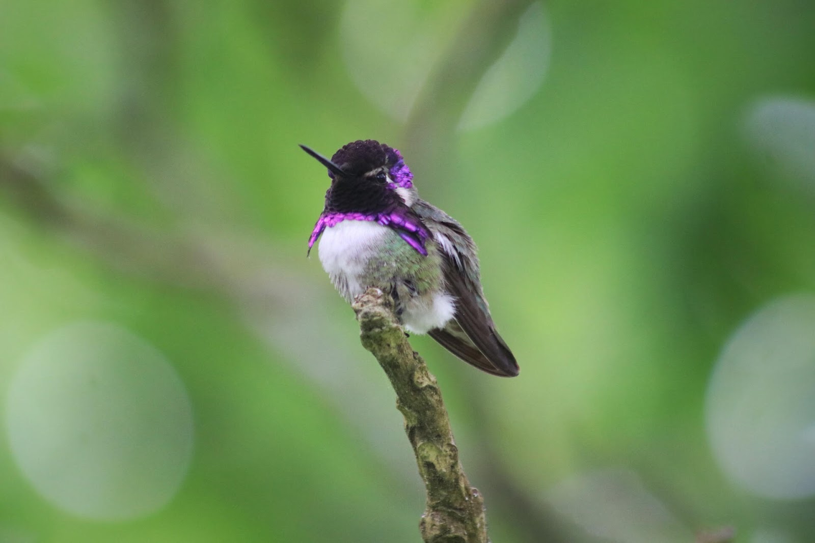 BC Rare Bird Alert Sunshine Coast BC Rare Bird Alert Sunshine Coast