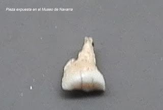 Un molar, el primer resto humano de la Prehistoria navarra