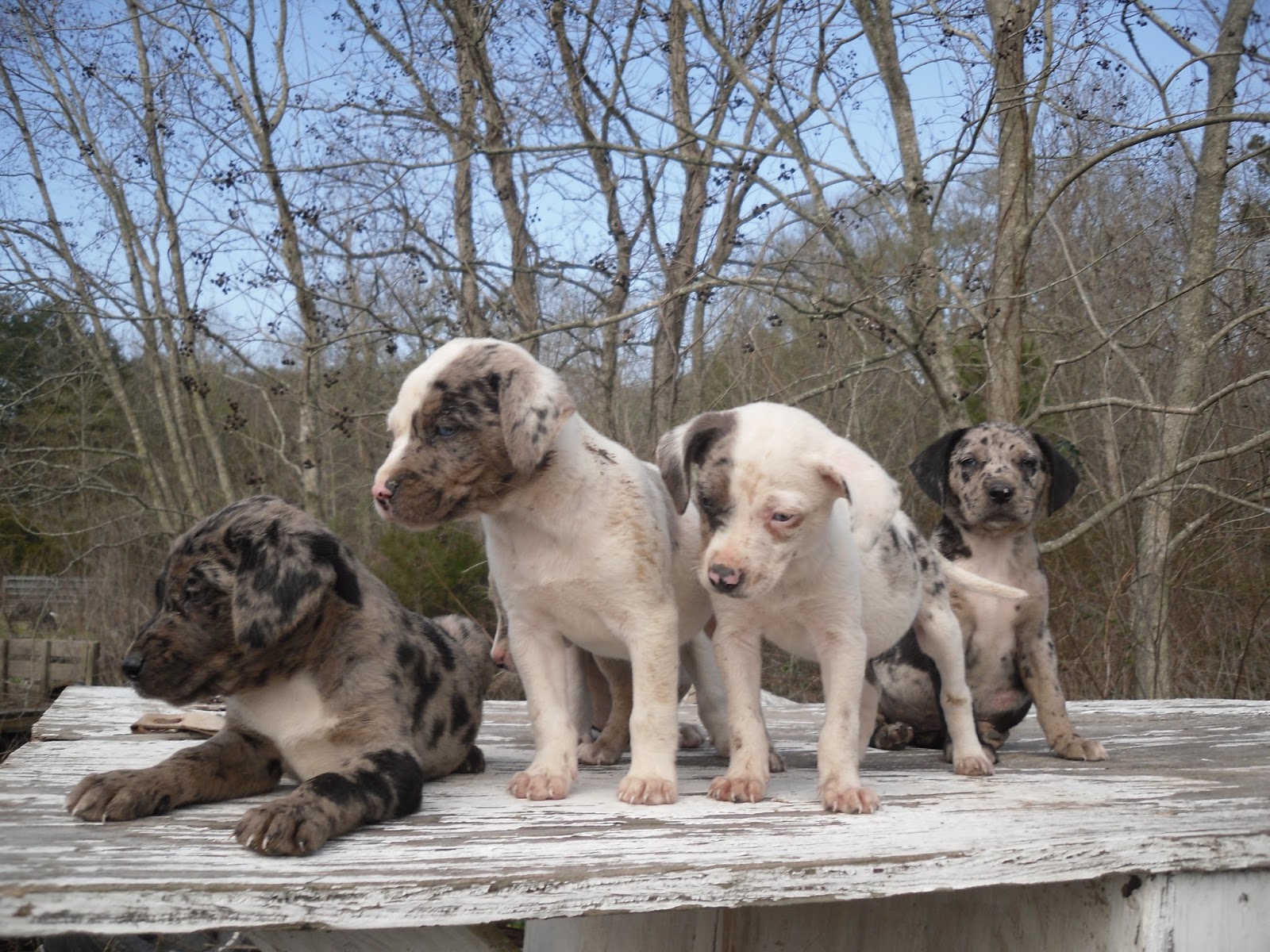 Catahoula Puppies Female Catahoula Puppies For Sale Out Of Cookie and