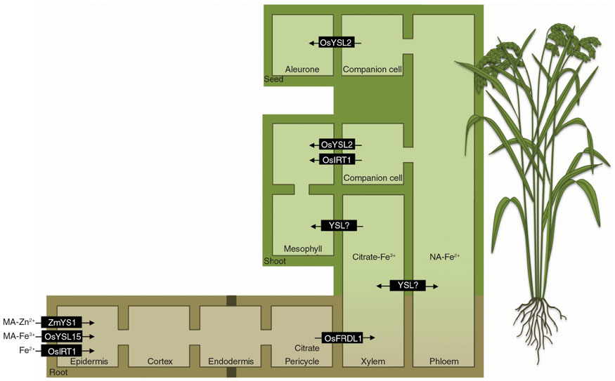 Homeostasis in Plants Book Share