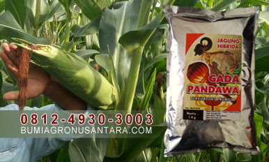 Benih Jagung Hibrida GADA PANDAWA Kualitas Premium benih jagung gada pandawa, benih jagung premium, jagung hibrida bisi 18, jenis jagung hibrida, budidaya jagung hibrida pdf, keunggulan jagung hibrida, umur panen jagung hibrida, manfaat jagung hibrida, teks prosedur cara menanam jagung hibrida, gambar jagung hibrida, jagung gada pandawa,