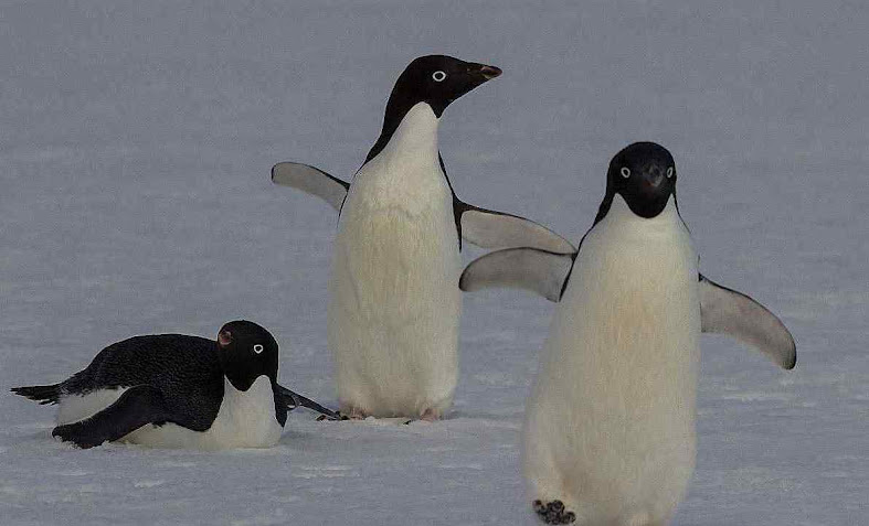 Pinguins têm que caminha demais para poder pescar e filhotes morrem.
