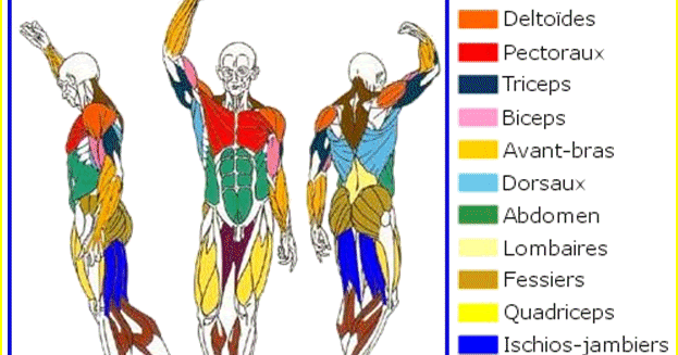 les muscles du corps les muscles du corps
