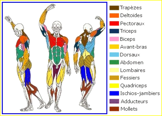 Les principaux muscles du corps humain