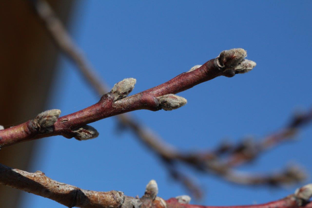 Sarah Lynn's Nature's Splendor Photos Spring Buds