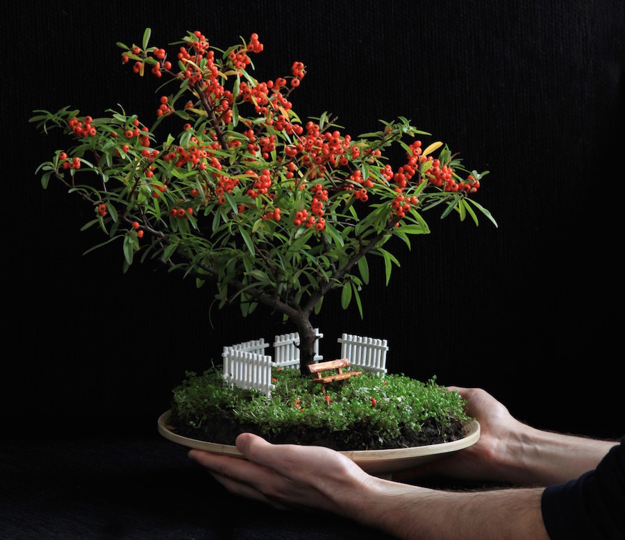 Bonsai mini đẹp Hướng dẫn trồng đúng cách Cây Cảnh Đẹp