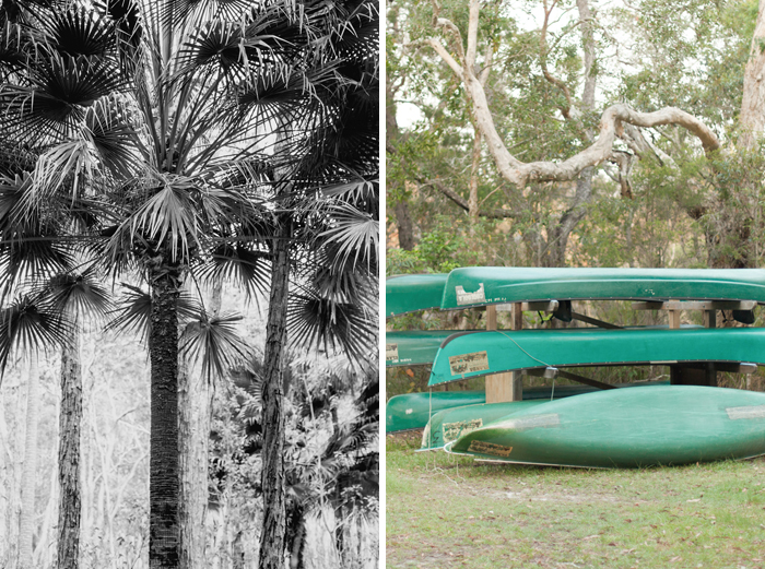 noosa river canoe canoe noosa everglades