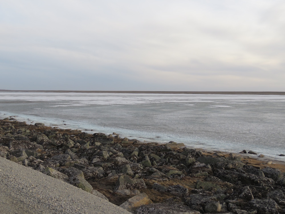 Birdernaturalist My Job as Chef for the 2017 WINGS Tour to Gambell, Alaska