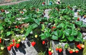 WISATA BEDUGUL http://www.kabarloka.com/2014/08/objek-wisata-bedugul-bali.html