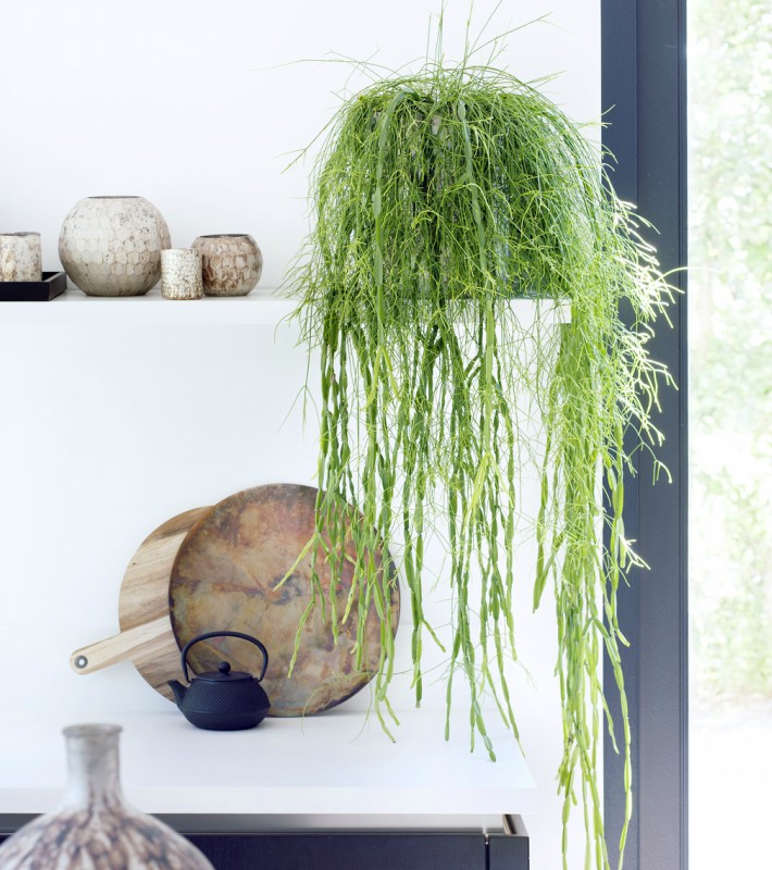 Las 9 mejores plantas colgantes 