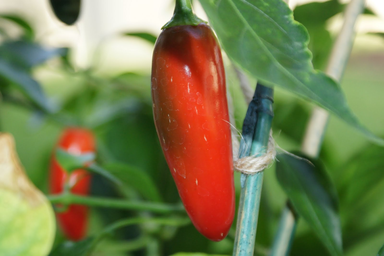 BBQ Blog Serrano Peppers for Salsas and Barbecue Sauce