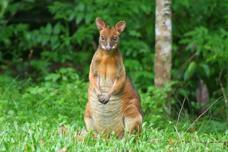 Pademelon Animals Amazing Facts & Latest Pictures Animals Lover