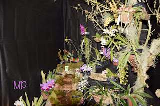 , Mostre primaverili: Horti di Veio e Monteporzio catone 2017, diarid'orchidee