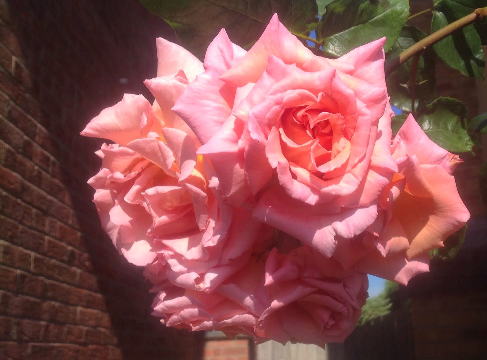 Surprise garden rose (Photo)
