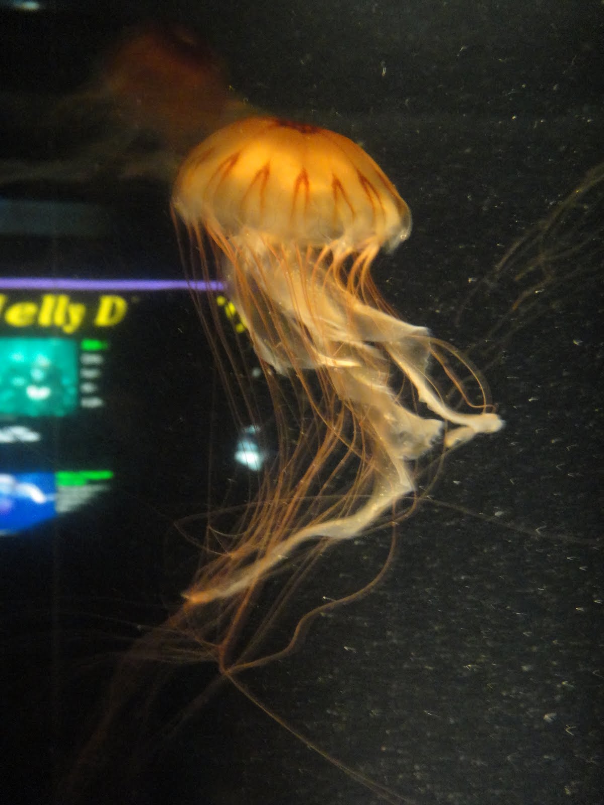 WHS AP Biology 2011: Organisms in different animal phyla