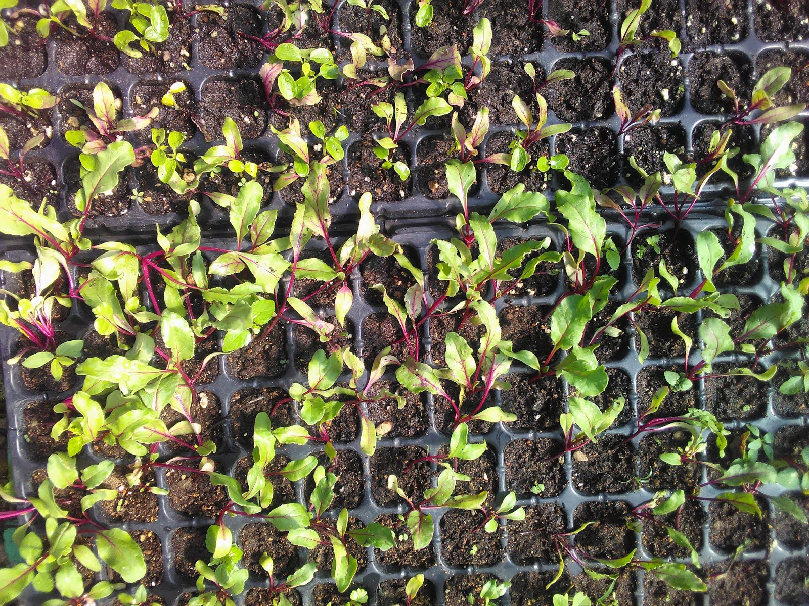 Beet Seedlings AgriVertise