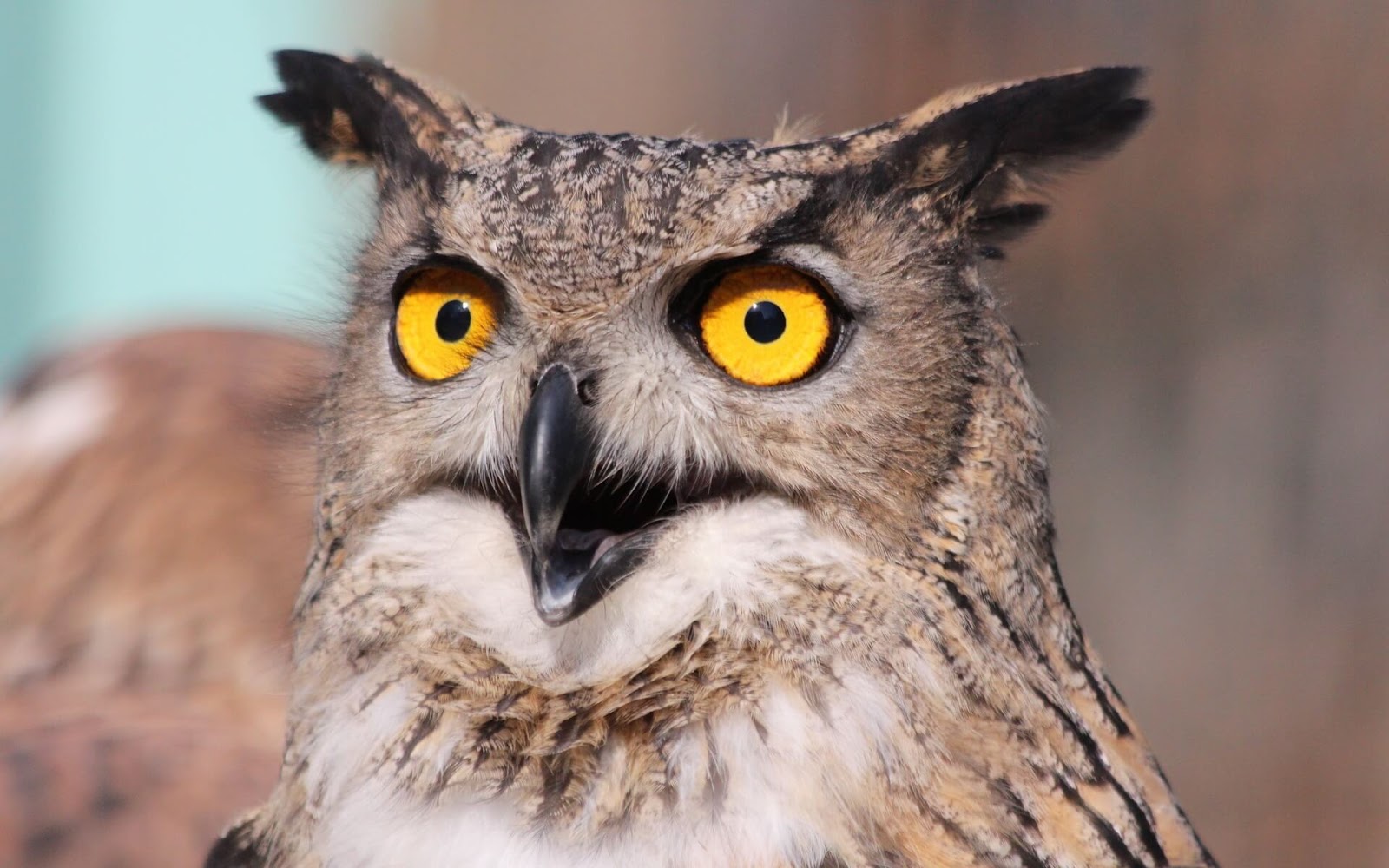 Yellow Eyes Owl Wallpaper