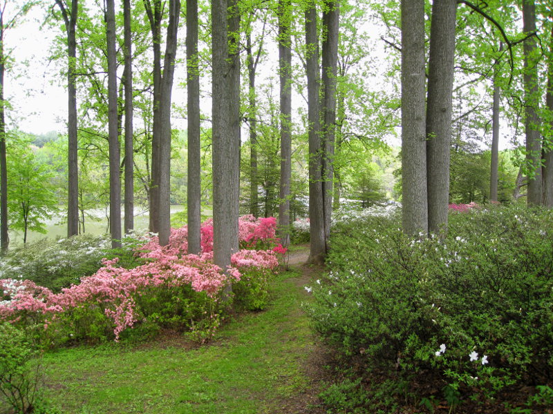 K R Smith This Week S Free Photo Azaleas