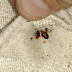 Your Bed Is Filled With Lung-Harming Bugs. Here’s How To Eliminate Them Quickly!
