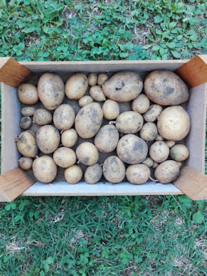 Coltivare le patate in un orto biologico Coltivare le patate in un orto biologico