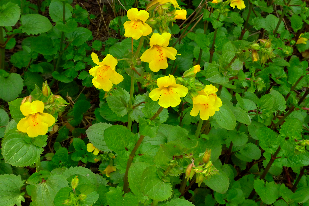 Common Monkeyflower: photo by Cliff Hutson Common Monkeyflower